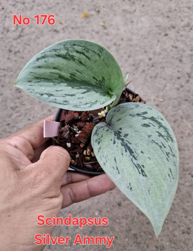Сциндапсус 176 Scindapsus Silver Ammy