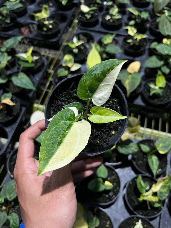 Антуриум AA09 Anthurium Papillilaminum x AOS variegated