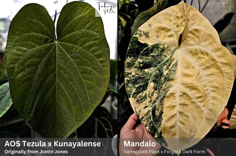 Антуриум TP18 Anthurium (AOS Tezula x Kunayalense) X Mandalo