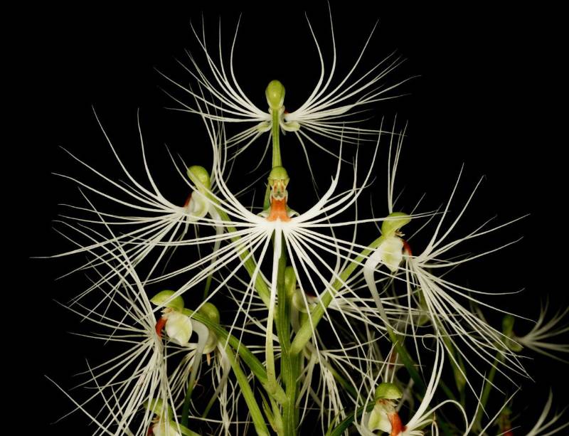 Орхидея FS98 Habenaria myriotricha