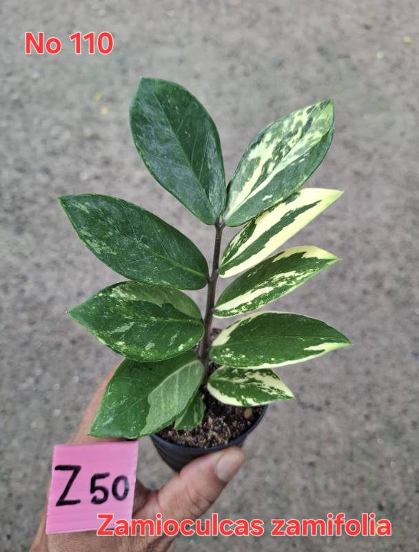 Замиокулькас 110 Zamioculcas zamifolia Z50