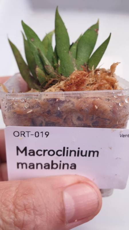 Орхидея K10 Macroclinium manabinum