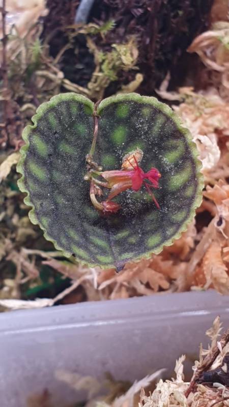 Орхидея K01 Lepanthes calodictyon