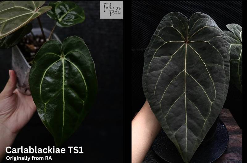 Антуриум 4T11 Anthurium Carlablackiae TS1 X AOS SKG