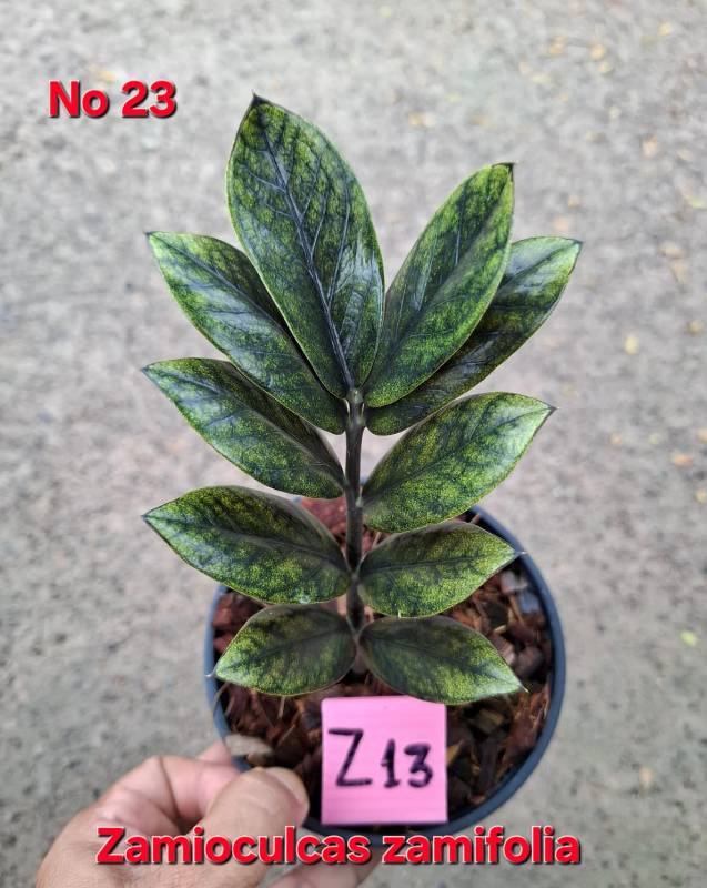 Замиокулькас 23 Zamioculcas zamifolia Z13