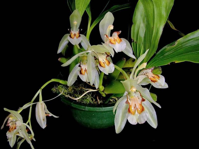Орхидея FS48 Coelogyne assamica
