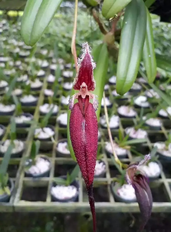 Орхидея O04 Bulbophyllum fascinator
