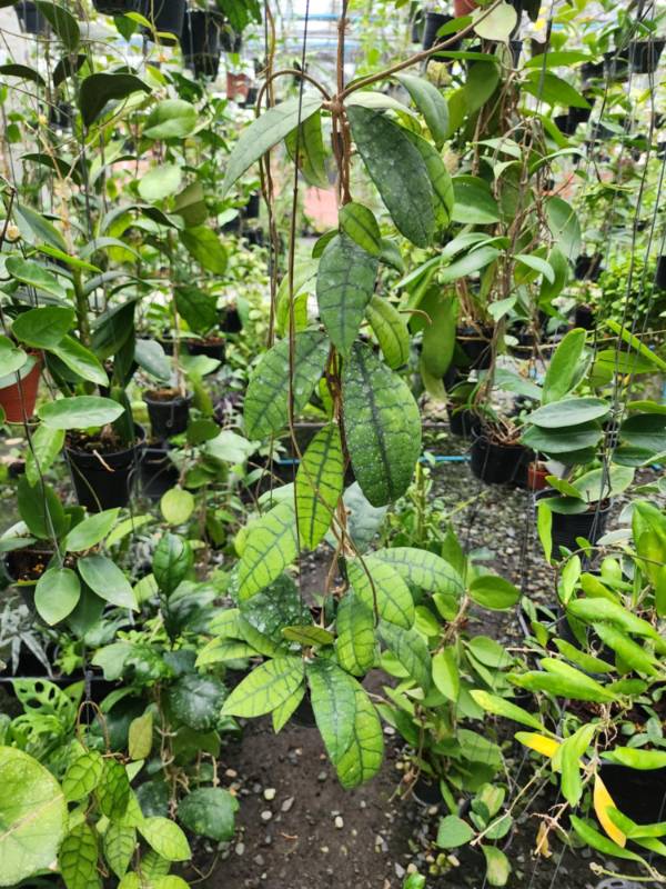 Хойя HN26 Hoya​ Callistophylla​ Long​ Leaves
