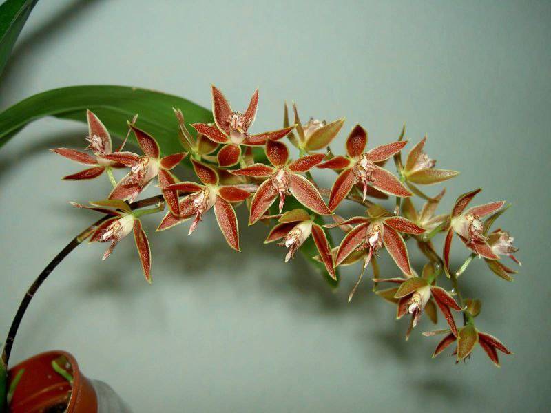 Орхидея FS103 Macradenia multiflora