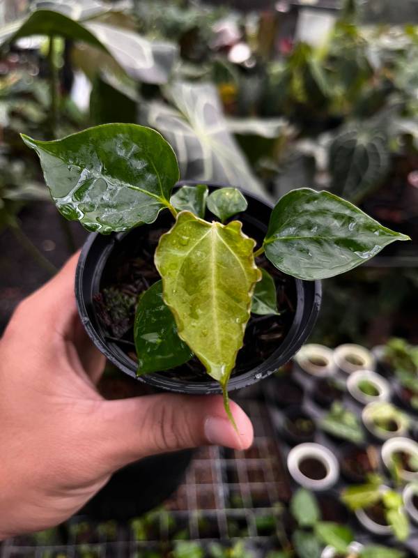 Антуриум AA16 Anthurium Boogie S