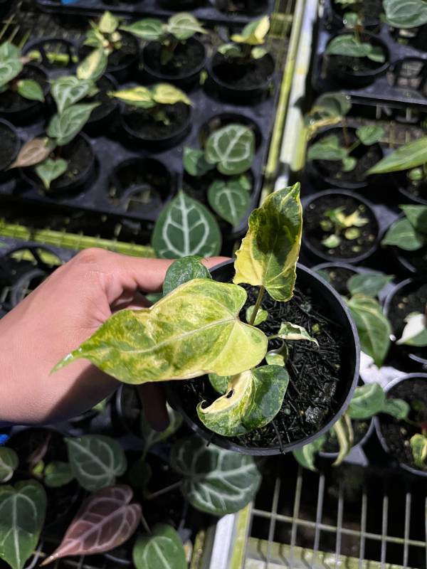 Антуриум AA08 Anthurium Papillilaminum x Portillae Indo variegated