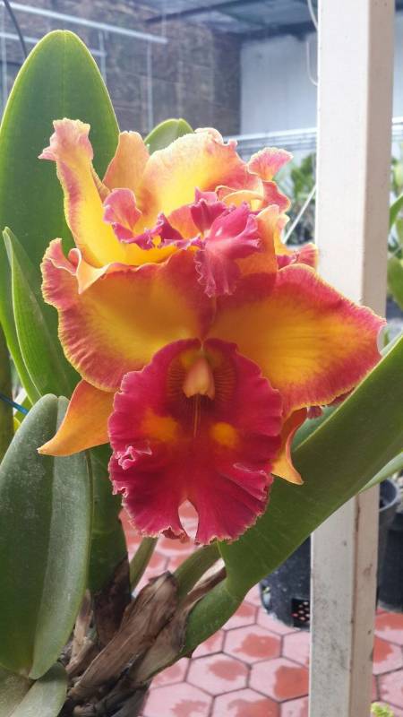Орхидея FS63 Cattleya Chomthong Fancy