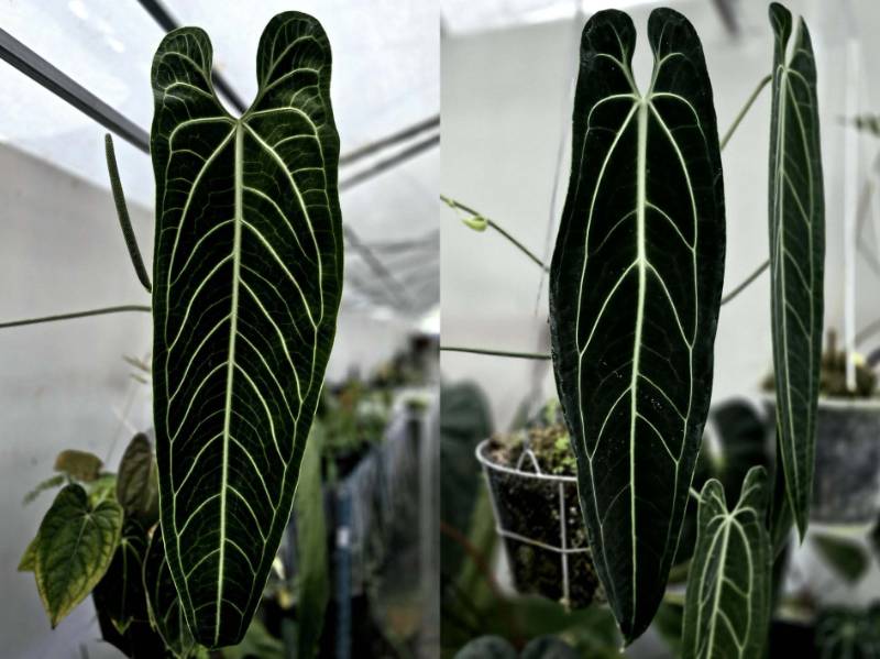 Антуриум G34 Anthurium Warocqueanum Dark form X Warocqueanum