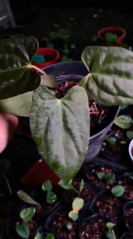 Антуриум AA16 Anthurium Galaxy M