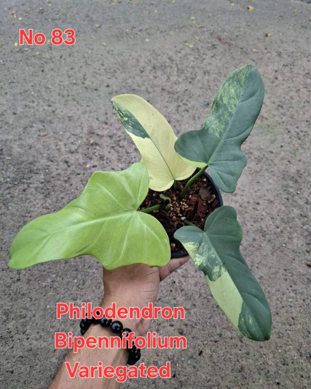 Филодендрон 83 Philodendron bipennifolium variegated