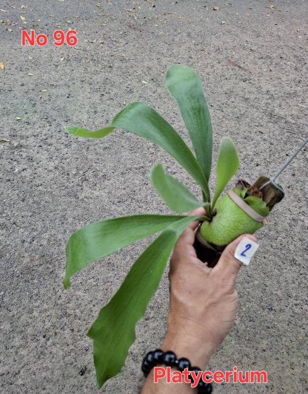 Папоротник 96 Platycerium sp