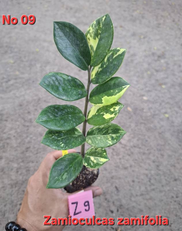 Замиокулькас 09 Zamioculcas zamifolia Z9