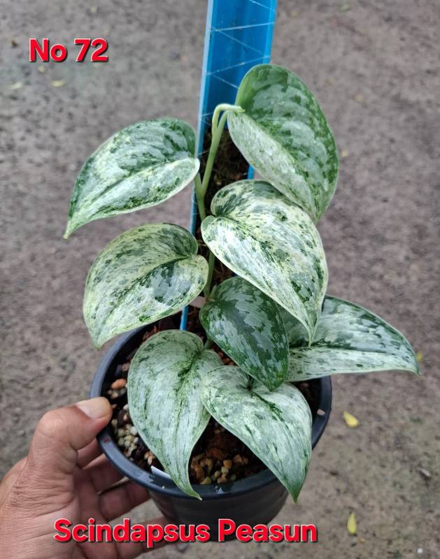 Cциндапсус 72 Scindapsus Peasun