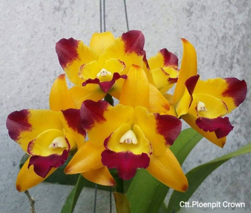 Орхидея FS81 Cattleya Ploenpit Crown