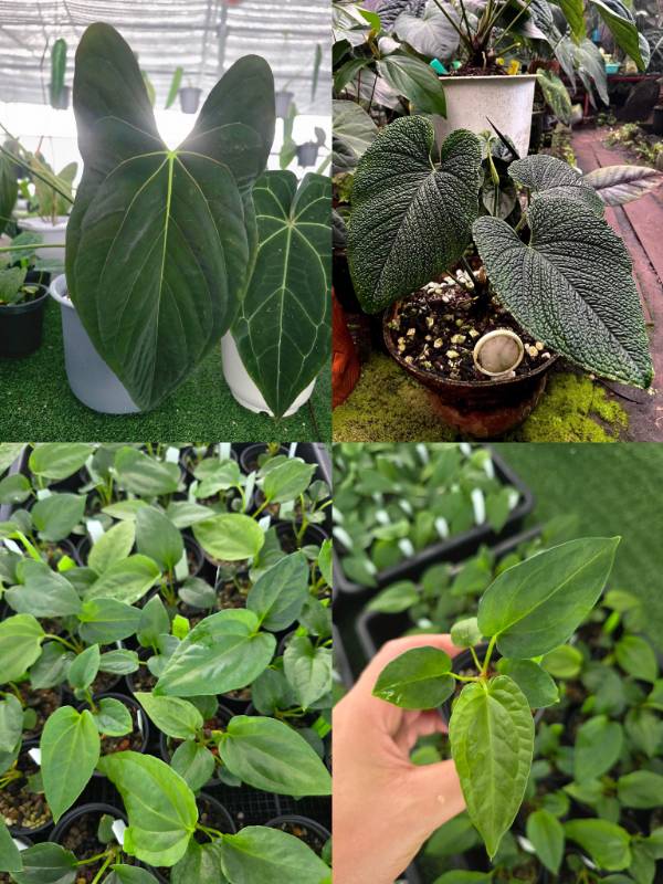 Антуриум 4G63 Anthurium Fort Sherman X Splendidum