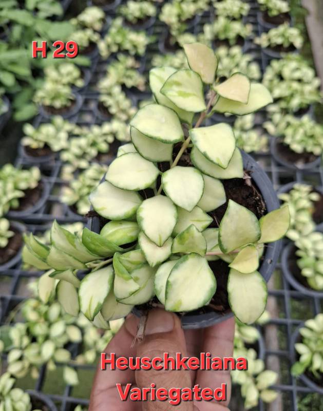 Хойя H29 Hoya heuschkeliana variegata