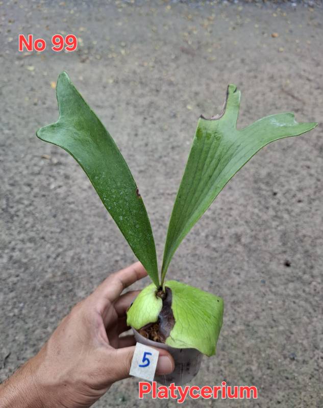 Папоротник 99 Platycerium sp