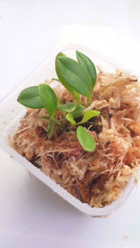 Орхидея K16 Platystele umbellata