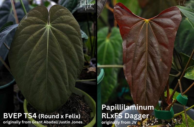 Антуриум 4T02 Anthurium BVEP TS4 X Papillilaminum RLXFS Dagger