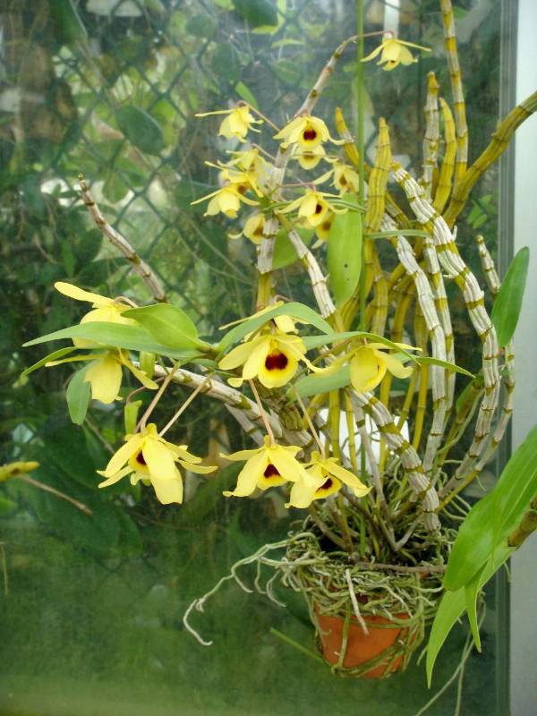 Орхидея FS146 Dendrobium friedericksianum