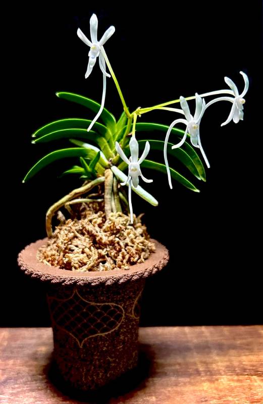 Орхидея O10 Neofinetia falcata