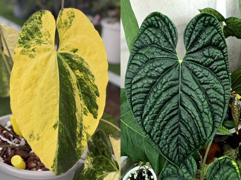 Антуриум 4G53 Anthurium Papililaminum variegated X Luxurians
