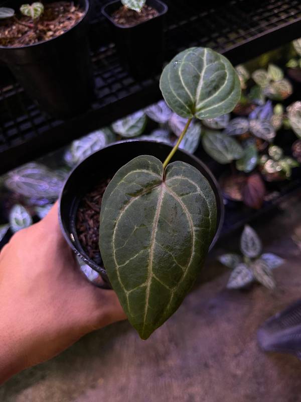 Антуриум §§51 Anthurium BVIT X (Zara X Michelle)