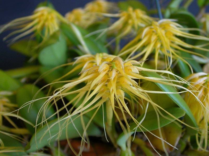 Орхидея FS36 Bulbophyllum vaginatum