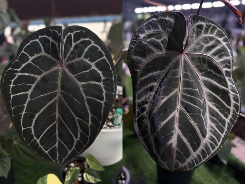 Антуриум 4G22 Anthurium Michelle Purple X (Crystallinum Select Large 53 X Angela35)