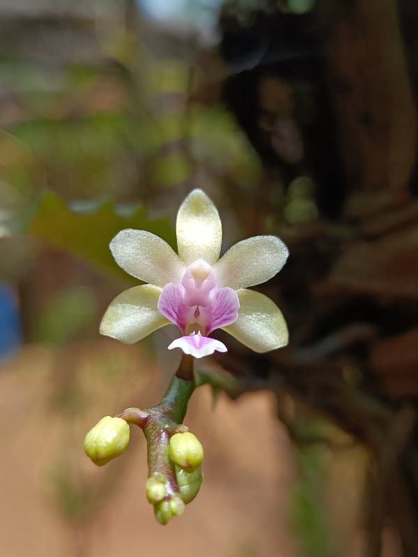Орхидея O05 Phalaenopsis deliciosa