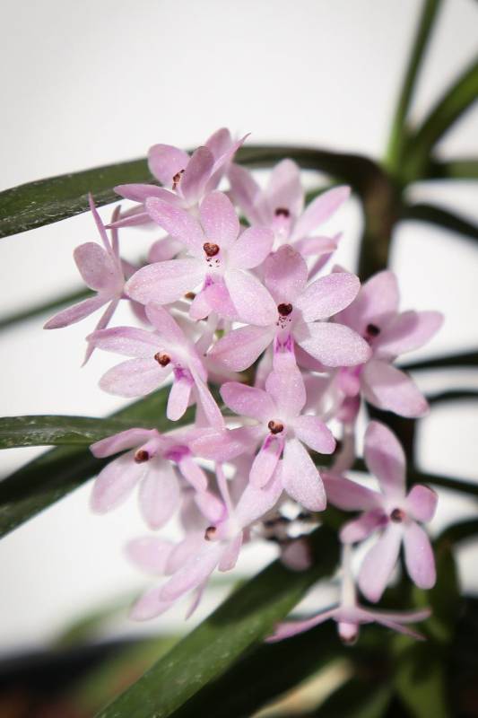 Орхидея FS123 Vanda christensoniana