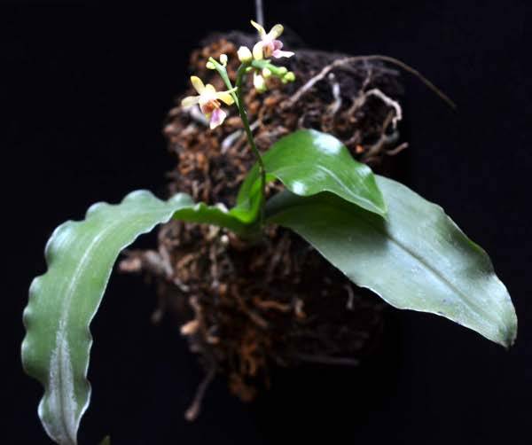Орхидея O05 Phalaenopsis deliciosa