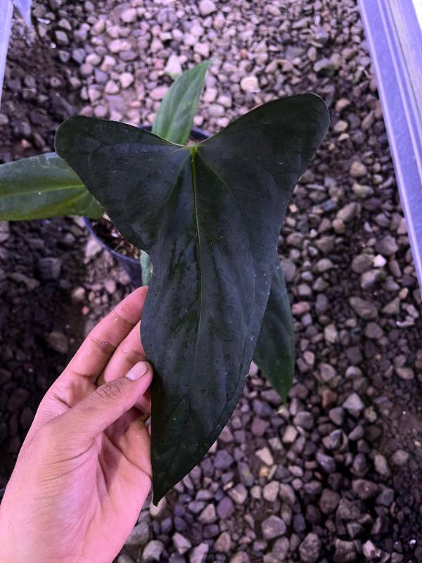 Антуриум §§60 Anthurium Fort Sherman X Portilae Indo