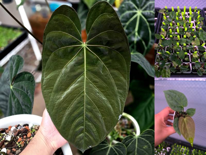 Антуриум 4G80 Anthurium Darkest Panama X Self