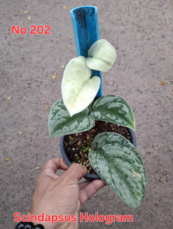 Сциндапсус 202 Scindapsus Hologram