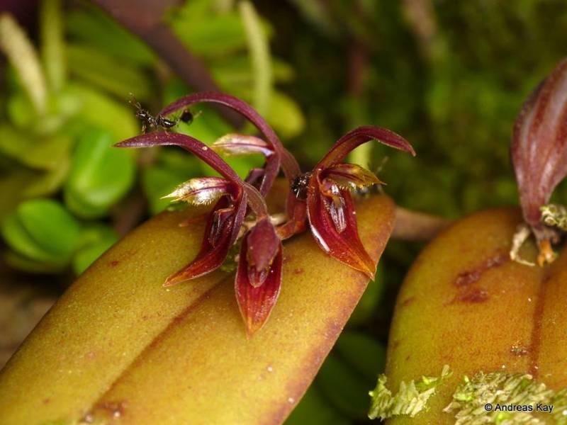 Орхидея K08 Acianthera geminicaulina