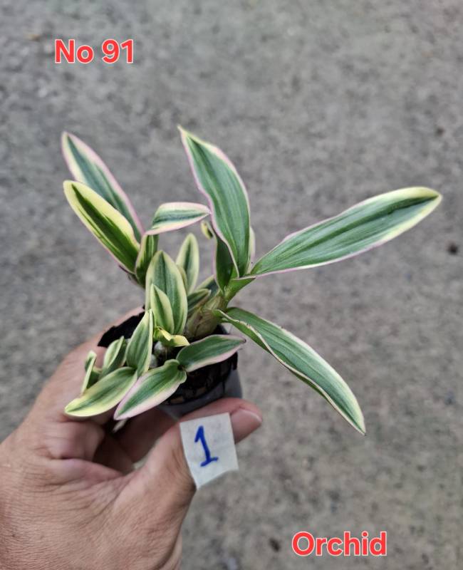 Орхидея 91 Dendrophalenopsis sp. variegated