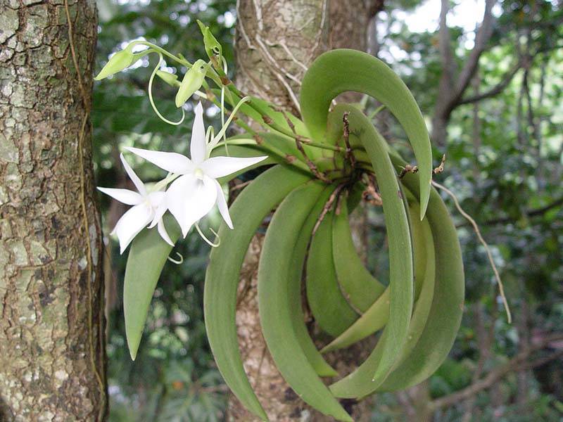 Орхидея O07 Angraecum leonis