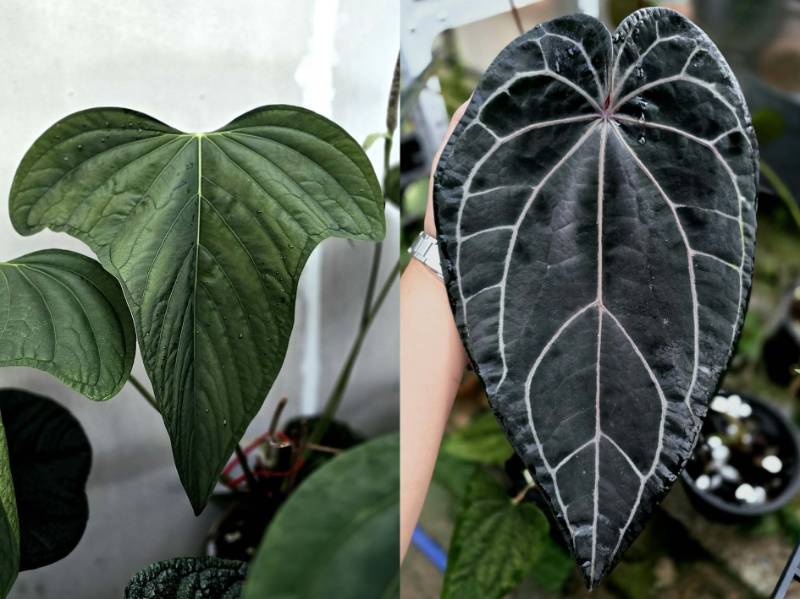 Антуриум G25 Anthurium Subsignatum X (Red velvet cake 24 X Zara 3)