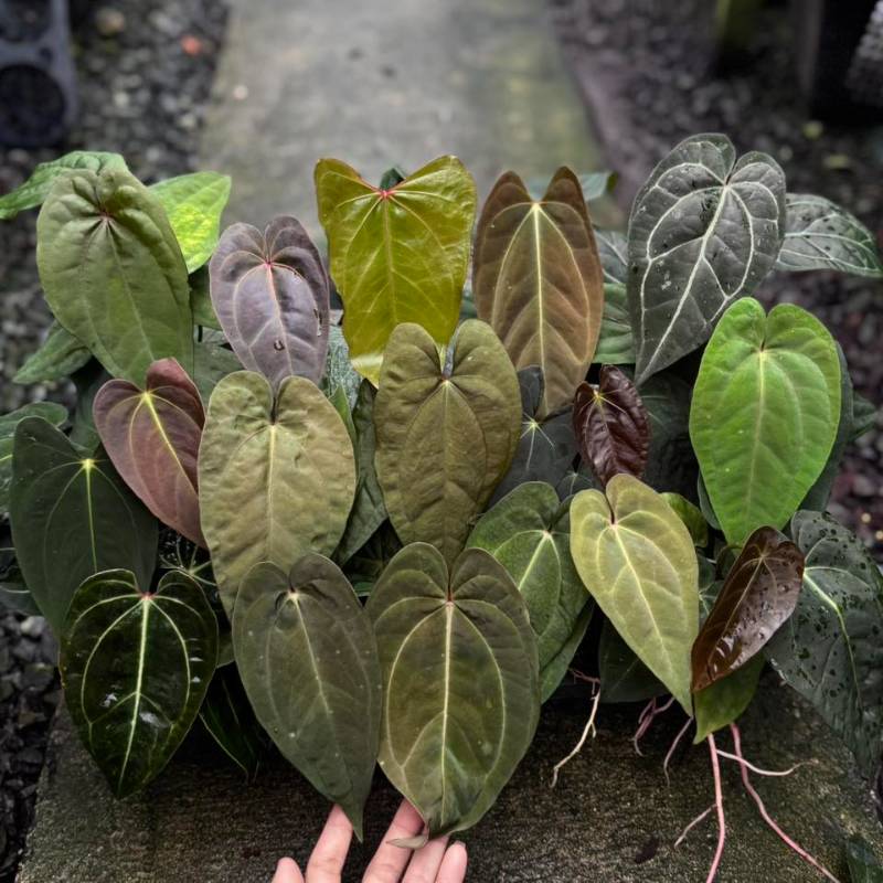 Антуриум TE01 Anthurium hybrid mix (ящик)