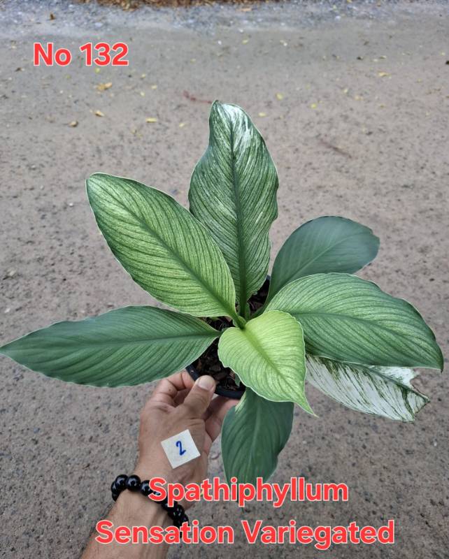 Спатифиллум 132 Spathiphyllum Sensation variegated