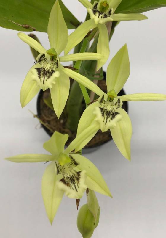 Орхидея FS49 Coelogyne brachyptera