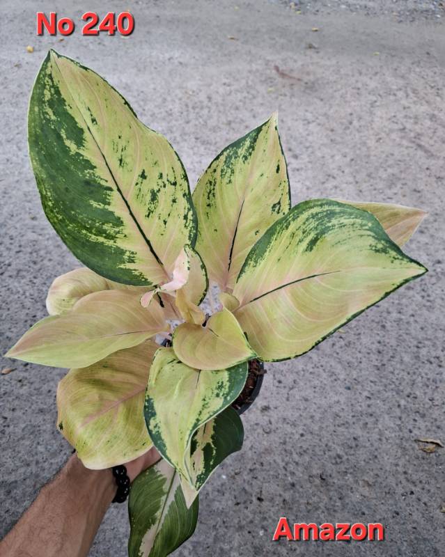 Аглаонема 240 Aglaonema Amazon