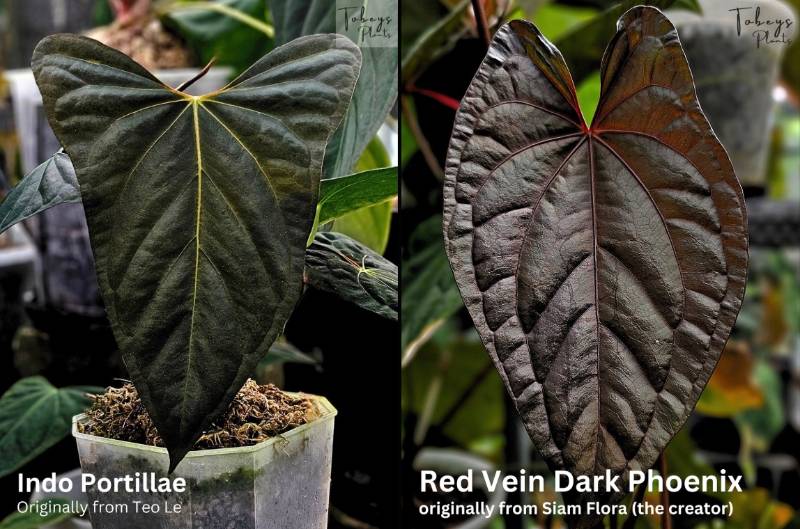 Антуриум TP13 Anthurium Indo Portillae X RVDP
