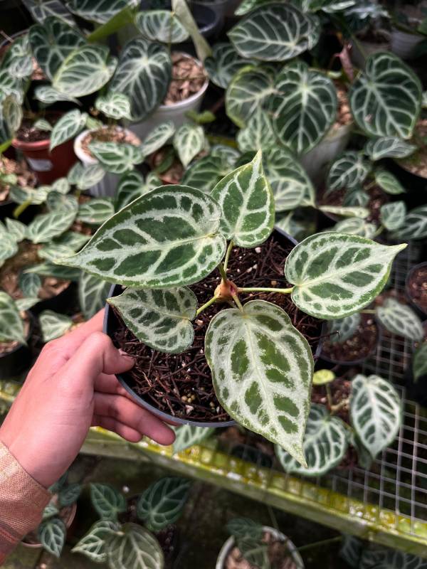 Антуриум §§84 Anthurium Silver chrome x Michelle